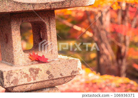 Photographing Ryuonji Temple in Sonobe-cho, Nantan City, Kyoto Prefecture, where the maple trees and ginkgo trees are beautifully colored Photographing Ryuonji Temple in Sonobe-cho, Nantan City, Kyoto Prefecture, where the maple trees and ginkgo trees are beautifully colored 106936371