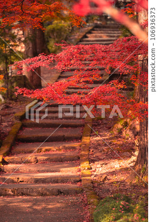 Photographing Ryuonji Temple in Sonobe-cho, Nantan City, Kyoto Prefecture, where the maple trees and ginkgo trees are beautifully colored Photographing Ryuonji Temple in Sonobe-cho, Nantan City, Kyoto Prefecture, where the maple trees and ginkgo trees are beautifully colored 106936373