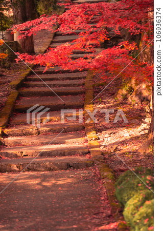 Photographing Ryuonji Temple in Sonobe-cho, Nantan City, Kyoto Prefecture, where the maple trees and ginkgo trees are beautifully colored 106936374