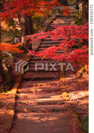 Photographing Ryuonji Temple in Sonobe-cho, Nantan City, Kyoto Prefecture, where the maple trees and ginkgo trees are beautifully colored 106936375