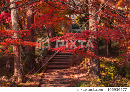 拍攝京都府南丹市園部町的龍圓寺,楓樹和銀杏樹色彩斑斕 拍攝京都府南丹市園部町的龍圓寺,楓樹和銀杏樹色彩斑斕 106936377