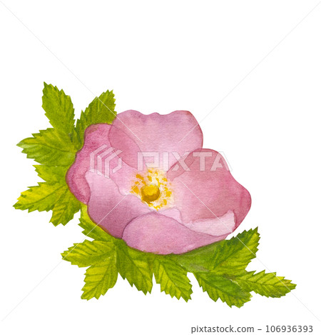 Branch Wild Rose flower with leaves. Rosehip, dog rose, briar. Hand draw watercolor illustration isolated on white background. For logo, card, print for packaging design, fabric Branch Wild Rose flower with leaves. Rosehip, dog rose, briar. Hand draw watercolor illustration isolated on white background. For logo, card, print for packaging design, fabric 106936393