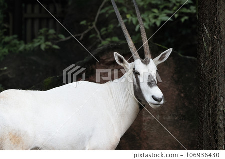 阿拉伯Orix 106936430