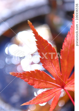 秋天的跡象，楓葉 106936536