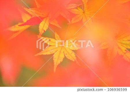 Signs of autumn, maple leaves 106936599