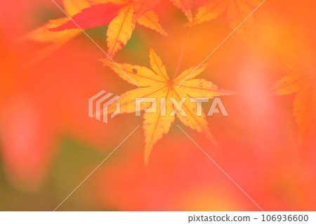 Signs of autumn, maple leaves 106936600