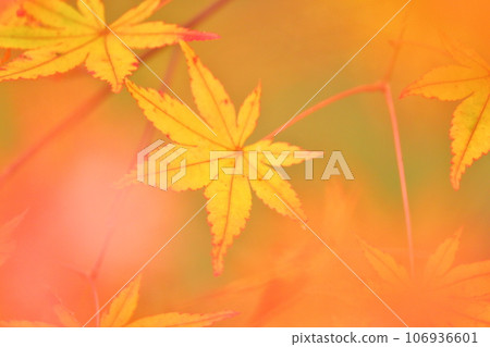 Signs of autumn, maple leaves 106936601