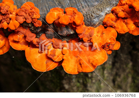 The mushroom Hiirotake is growing densely on the stump. 106936768