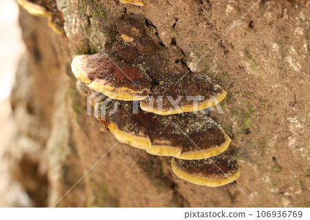 一種長在樹上的蘑菇 106936769