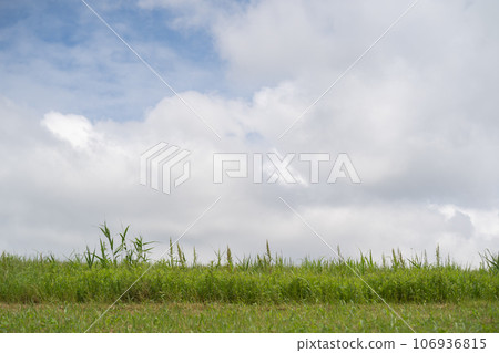 Early summer Tone River riverbed scenery (Ibaraki Prefecture, Goka Town, Sarushima District) Early summer Tone River riverbed scenery (Ibaraki Prefecture, Goka Town, Sarushima District) 106936815