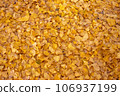 yellow ginkgo leaf carpet 106937199