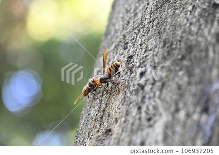 Hornet Hornet 106937205