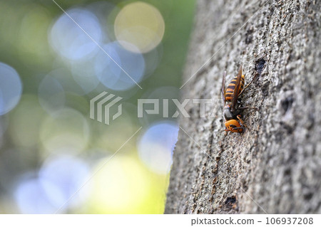 Hornet Hornet 106937208