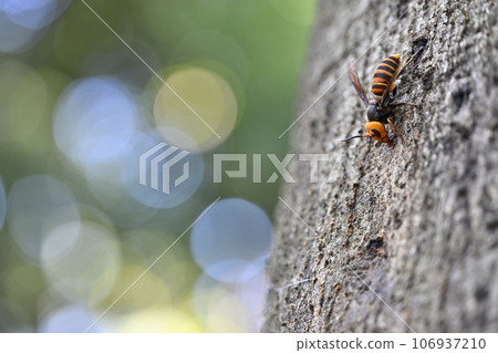 Hornet Hornet 106937210