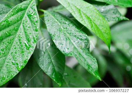 Persea americana Mill or Avocado, Lauraceae or Persea gratissima or avocado plant and rain drop Persea americana Mill or Avocado, Lauraceae or Persea gratissima or avocado plant and rain drop 106937227