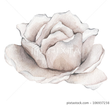 White roses watercolor illustration. hand drawn, isolated white background, flower clipart. for bouquets, wreaths, arrangements, wedding invitations, anniversary, birthday, postcards, greetings 106937238