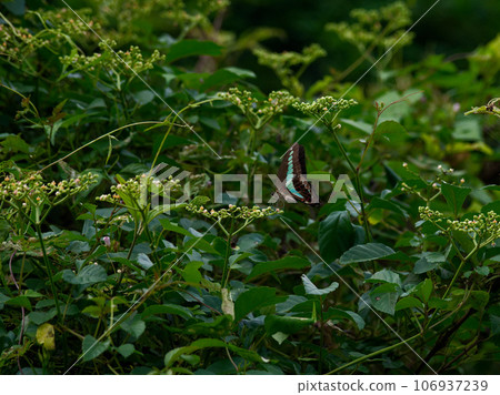 Honey-sucking of the swallowtail butterfly family, Papilionidae. 106937239