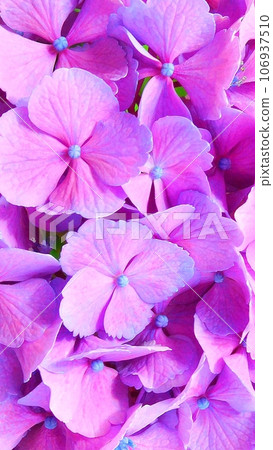 Smartphone wallpaper hydrangea flowers, sepals, and buds Smartphone wallpaper hydrangea flowers, sepals, and buds 106937510