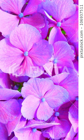 Smartphone wallpaper hydrangea flowers, sepals, and buds Smartphone wallpaper hydrangea flowers, sepals, and buds 106937511