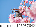 Blue sky, cherry blossoms, and thrush 106937642