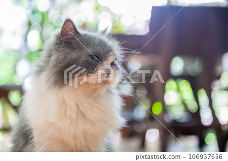 Portrait of Cute white and gray Persian cat on bokeh background, pet and animal 106937656