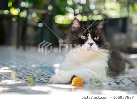 Cute Black and white Persian cat siting on floor and look at camera, pet and animal 106937657