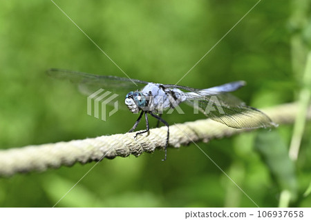 鹽卡拉通博 106937658