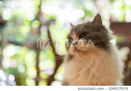 Portrait of Cute white and gray Persian cat on bokeh background, pet and animal 106937659