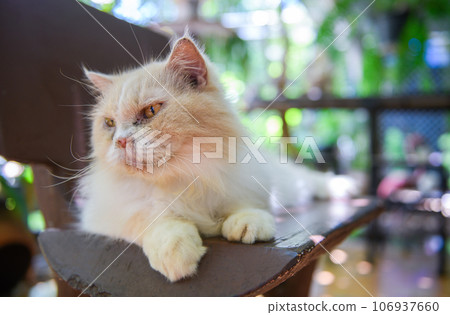 Cute white Persian cat lying on chair, pet and animal 106937660