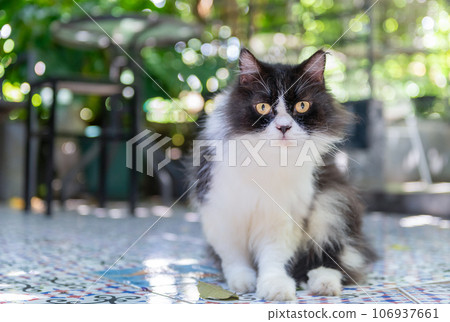 Cute Black and white Persian cat siting on floor and look at camera, pet and animal Cute Black and white Persian cat siting on floor and look at camera, pet and animal 106937661