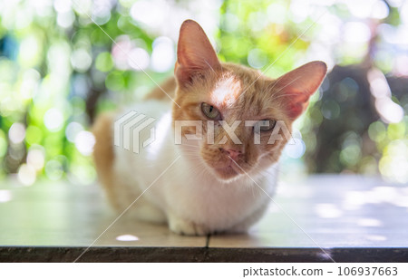 Cute white and orange Siamese Cat look at camera. pet and anmimal Cute white and orange Siamese Cat look at camera. pet and anmimal 106937663