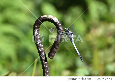 鹽卡拉通博 106937664