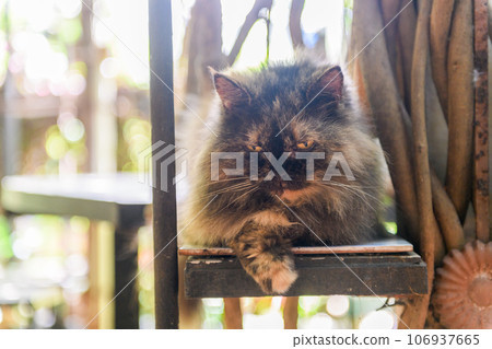Cute dark brown Persian cat lying on chair, pet and animal Cute dark brown Persian cat lying on chair, pet and animal 106937665