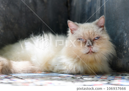 white Persian cat lying on floor and look at camera, pet and animal white Persian cat lying on floor and look at camera, pet and animal 106937666
