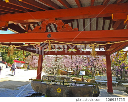 Famous place for plum blossoms: Chozuya and beautiful plum blossoms in the precincts of Hofu Tenmangu Shrine in Yamaguchi Prefecture 106937735