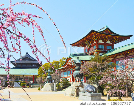 Hofu Tenmangu Shrine's vermillion-painted tower gate and beautifully blooming weeping plums in Yamaguchi Prefecture Hofu Tenmangu Shrine's vermillion-painted tower gate and beautifully blooming weeping plums in Yamaguchi Prefecture 106937737