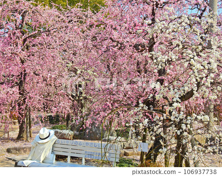 Beautiful weeping plums in full bloom and a white hat and jacket placed on a white bench 106937738
