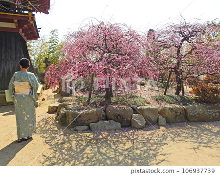 Beautiful weeping plum blossoms and people in Japanese clothes at Hofu Tenmangu Shrine in Yamaguchi Prefecture 106937739