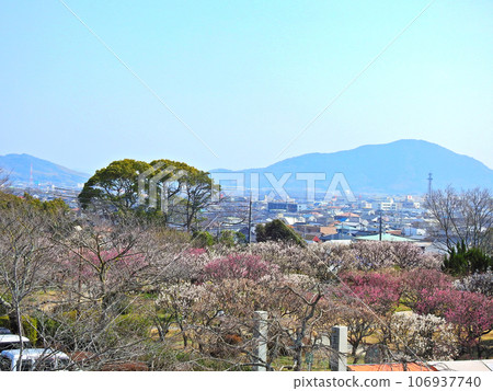 從山口縣防府天滿宮梅花盛開的天神山公園眺望 106937740