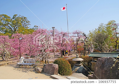 Beautiful weeping plum blossoms blooming on the grounds of Hofu Tenmangu Shrine in Yamaguchi Prefecture Beautiful weeping plum blossoms blooming on the grounds of Hofu Tenmangu Shrine in Yamaguchi Prefecture 106937755