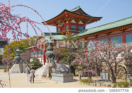 Hofu Tenmangu Shrine's vermilion gate and beautiful plum blossoms in Yamaguchi Prefecture Hofu Tenmangu Shrine's vermilion gate and beautiful plum blossoms in Yamaguchi Prefecture 106937756