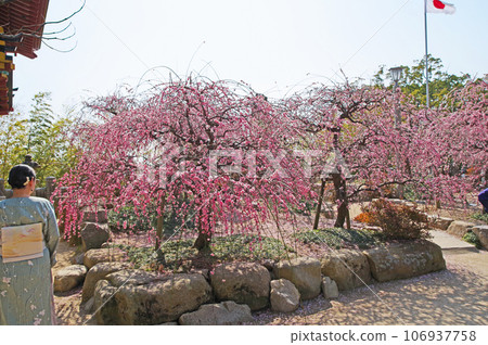 Beautiful weeping plums blooming on the grounds of Hofu Tenmangu Shrine in Yamaguchi Prefecture and people in Japanese clothes 106937758