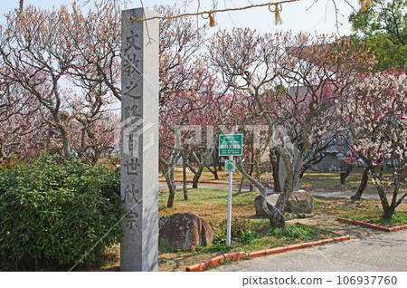 Beautiful flowers blooming in the plum orchard on the grounds of Hofu Tenmangu Shrine in Yamaguchi Prefecture Beautiful flowers blooming in the plum orchard on the grounds of Hofu Tenmangu Shrine in Yamaguchi Prefecture 106937760