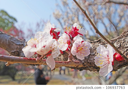 美麗的梅花,白色的花瓣和紅色的花萼 美麗的梅花,白色的花瓣和紅色的花萼 106937763