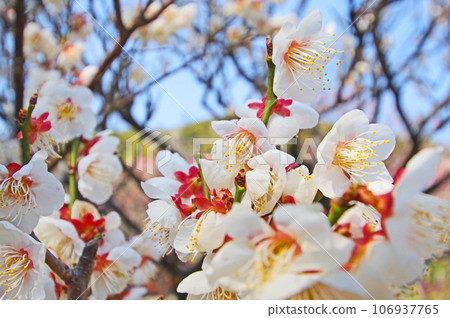 Beautiful plum blossoms with white petals and red calyx Beautiful plum blossoms with white petals and red calyx 106937765
