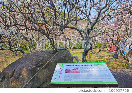A plum garden with beautiful flowers in the precincts of Hofu Tenmangu Shrine in Yamaguchi Prefecture A plum garden with beautiful flowers in the precincts of Hofu Tenmangu Shrine in Yamaguchi Prefecture 106937766