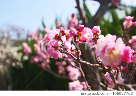 早春盛開的可愛粉紅梅花 早春盛開的可愛粉紅梅花 106937768