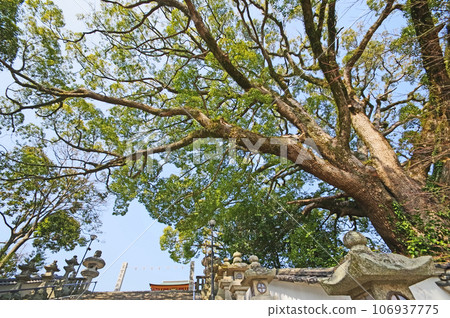 Sacred tree Ocus in the precincts of Hofu Tenmangu Shrine in Yamaguchi Prefecture 106937775
