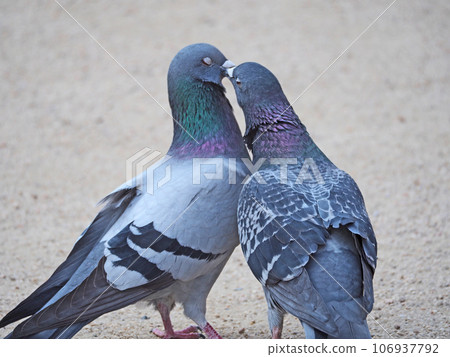 兩隻友好的鴿子把嘴放在一起 106937792