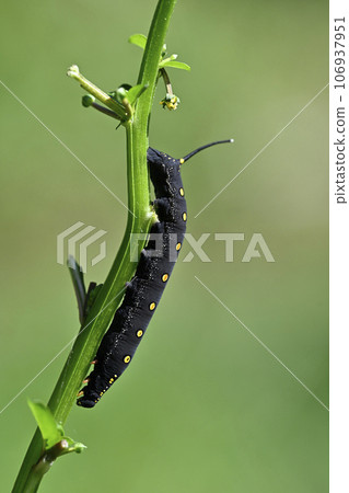 Theretra oldenlandia (larva) Theretra oldenlandia (larva) 106937951